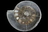 Polished Ammonite (Dactylioceras) Half - England #103785-1